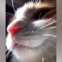 仮眠をしようと横になったら、猫がやって来て…幸せすぎる『休憩時間の光景』が152万再生「甘えん坊で可愛い」「天使だ」と悶絶の声