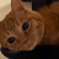 お父さんが出張から帰ってきた結果→『猫』が……尊すぎる光景に笑顔になる人続出「幸せそうｗ」「本当に大好きなんだ」と20万再生