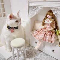 ドール用の『小さな椅子』に猫が座ろうとした結果…可愛すぎる光景に癒される人続出「笑っちゃった」「大きい猫さんｗ」と３万いいねの反響