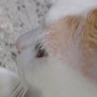 寒い冬、猫に『カイロ』を貸してあげた結果…おててを見ると→とんでもなく尊い『心温まる光景』に28万いいね「なんて愛しい」「涙が出た」