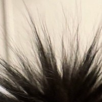 ふと『黒猫のしっぽ』を見たら……飼い主爆笑の『とんでもない状態』に１万いいね「ウニだ、ウニがおる」「まっくろくろすけ」と話題