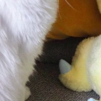 子猫のことを見たら、『大好きなぬいぐるみ』に…たまらなく可愛い瞬間に癒される人続出！2万9000いいねの反響「されたいｗ」「ラッブラブ」