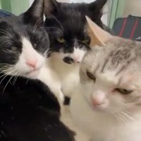 一か所に集まる猫たち→大好きなママに撫でられると…素敵な『お返し』に「羨ましすぎるーーｗ」「優しい猫ちゃんたち」と24万表示