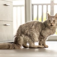 愛猫の『終末期』が訪れたらすべきこと5つ　残されたわずかな時間の使い方