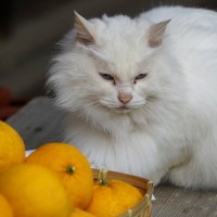 猫が鼻を背ける『大嫌いなニオイ』7選　嫌がる理由から健康リスクまで解説