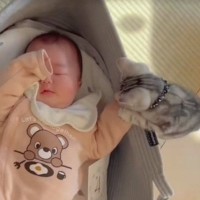 赤ちゃんを興味津々に見つめる子猫→ぐずり始めそうになると…ほっこりする瞬間に「赤ちゃん同士仲良し」「最上級に可愛い」と癒される人が続出