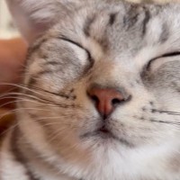 気持ちよさそうに『スヤスヤと眠っていた猫』→頭をやさしく撫でてみると…可愛すぎる『鳴き声』に「何回も聞きたくなる」と反響
