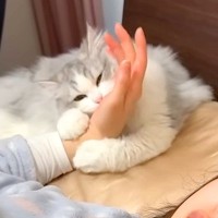 休日の朝６時、子猫に起こされたママ→二度寝してしまった結果…『まさかの展開』が20万再生「めっちゃ面白かった」「ハードモードだねｗ」