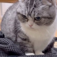 旅行の準備をしていると『リュックの上に乗ってきた猫』→触ろうとすると…かわいい反応が120万再生「漫画みたいｗ」「ダメみたいｗ」