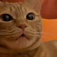 わざと違う名前で呼んでみたら、猫は…あまりにも可愛すぎる『まさかの展開』が93万再生「ちがうよーって言ってそう」「文句言ってるｗ」