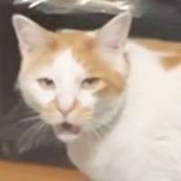長く鳴いていた猫→鳴き終わった瞬間に『家族みんなで褒めてみた』結果…まさかのリアクションに「反応が良すぎるｗ」「わかりやすい」と反響