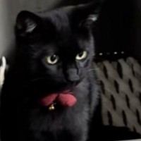 箱の中に入る『ぬいぐるみのように可愛い黒猫』→近づいてみると…尊い光景が58万再生「可愛すぎてよだれ出た」「アニメに出てきそう」