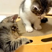 真冬に別々の場所で『同じ日に保護された２匹の子猫』→一緒に暮らすことになり…『奇跡のような展開』に「本当に素晴らしい」「涙が出る」の声