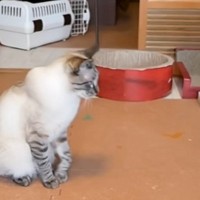 不満そうに鳴いていた猫→抱っこして『膝の上』に乗せると…まさかの展開が108万再生「尊いねぇ…」「鳴き声が可愛すぎる」と大反響
