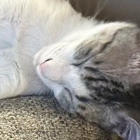 『本当に猫？』クッションの上でリラックスしていた猫を見たら…目を疑う光景に1万1000いいね「見た瞬間ビックリしたｗ」「面白すぎるｗ」