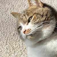 首をかしげる猫→じっと見つめていたのは…微笑ましい光景に癒される人続出「不思議そうｗ」「めちゃくちゃ可愛いーっ」と２万いいね