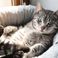 猫のベッドは『屋根あり』と『屋根なし』どちらを選ぶべき？メリット・デメリットをそれぞれご紹介