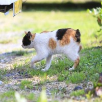 滅多に見られない『レアな猫種』3選　個性的な特徴や魅力をご紹介