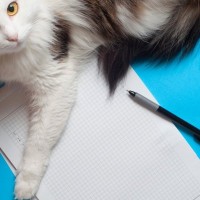 猫の緊急時に備えておくべき『連絡先』3つ　必要となるケースはどんなとき？