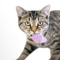 猫が『プルル』と鳴いているときの気持ち4つ　鳴き声に込められた意味から上手な応え方まで