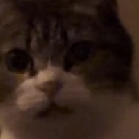 夜、布団の前にやってきた猫→『一緒に寝る？』と聞いてみた結果…まさかの展開が215万再生「何回も見ちゃったｗ」「会話してて可愛い」