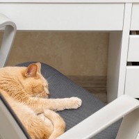 猫が飼い主の『椅子に座りたがる』理由5つ　なぜわざわざ横取りしてくるの？