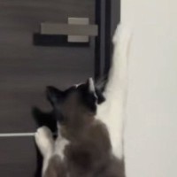 出張中のパパの部屋の前で『鳴き続けていた猫』→服を渡してみたら…可愛すぎる光景が47万再生「本当に大好きなんだね」「即帰りたくなる」