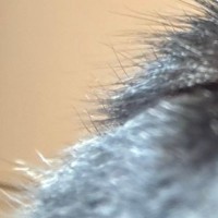 『勝手にカメラ起動して撮らないでｗｗ』スマホのフォルダを確認したら、ネコが…予想外の光景に３万いいね「鼻の芸術点が高い」「ええアングル」