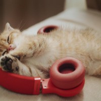 猫が『音楽』を聴くことで期待される効果2つ　曲選びのポイントや注意点もご紹介