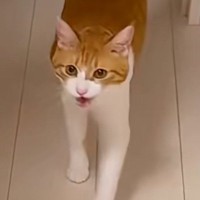 猫に『爪切るよー』と声をかけたら、次の瞬間…信じられない光景が125万再生「人生で初めて見たｗ」「え～すご」「なんて可愛いの～ｗ」