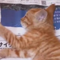 『ひき逃げ』に遭いひどい怪我をしていた子猫→治療とリハビリを続けた結果…「すごい」「涙が溢れた」胸が熱くなる光景が10万再生