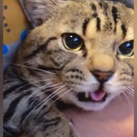 抱っこされていた猫が、突然…飼い主さんが思わず吹きだした『衝撃の鳴き声』が302万再生「面白すぎるｗ」「謎の動きも可愛い」