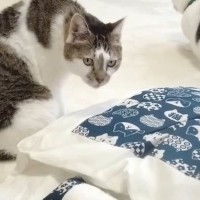 『どうせ使わない』と思いつつも『猫用ふとん』を買ってみた結果…愛猫が見せた『まさかの反応』が19万再生「可愛いなぁ〜ｗ」「ほっこり」
