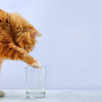 猫が『手で水を飲んでいる』ときの理由4つ　実は本能や習性が関係している？