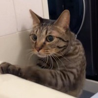 お風呂に入っている最中、猫がやって来た結果…胸キュン必至の『可愛すぎる光景』が10万再生「優しいねぇ」「溺れてたら大変だもんね」