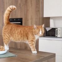 あわや大惨事に！　留守番中の猫がコンロに点火→部屋には煙が充満→火災直前に飼い主が帰宅するという「恐怖体験」