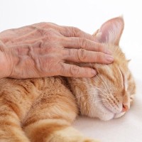 「自分の死後、愛猫にすばらしい里親を」　高齢者の切実な願いをサポートする非営利団体が活動中　カナダ