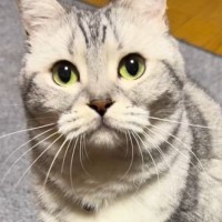 猫じゃらしのそばに座っていた猫→『やるの？』と聞いてみたら…尊すぎる反応が45万再生「心臓が痛くなった」「ひげまんじゅうがかわええ」
