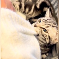 出かけようとしたら、ネコが腕をつかんできて…絶対に無視できない『可愛すぎる行動』に反響「振り払えるわけがない」「察知したのね」