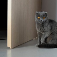 『人に不信感を抱く猫』にしてはいけない行為5選　絶対NGな理由から信用されるための接し方まで