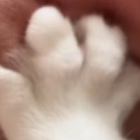 腕に甘えてきたネコ→爪を出して『コネコネ』ともみ始めて…1585万再生された『笑撃の光景』に「がんばれｗｗ」「可愛いより痛そうが勝つｗ」