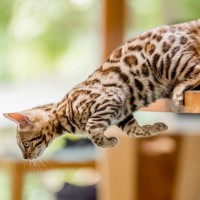『活発で運動神経がいい』猫種ランキングTOP5　それぞれの特徴や飼うときのポイントまで
