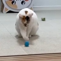ボールを転がして遊ぶ猫→『右のおてて』を使ったときだけ…『独特な仕草』が可愛すぎると反響「プロボウラーで笑ったｗ」「何度でも見ちゃう」