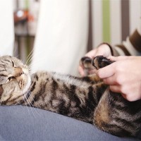 猫とのスキンシップに取り入れたい『ツボマッサージ』の方法4選　効能や心地よくさせるコツも