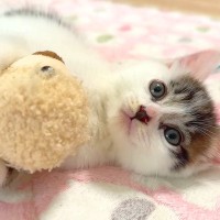 ぬいぐるみで遊ぶ保護子猫→眠気が限界を迎えると…悶絶級に尊い『人間の赤ちゃんのような様子』に「突然の電池切れ」「良い夢見てね」と反響