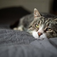 【獣医が解説】猫の加齢に気づけていますか？シニア期の見せる「変化」と対策してあげたい事