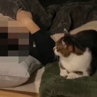 寒い冬に『猫と車中泊』→寝る時間になると…思わず癒される光景が24万再生「最高に可愛らしい〜」「車内が快適すぎるｗ」「いいなぁ」と反響