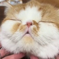 マッサージを受けてとろける猫さん→『手を止めてみる』と…『可愛すぎる光景』に悶絶の声「気持ちいいのが伝わるｗ」「泣けてくる」と反響