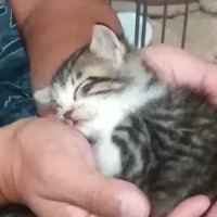 予断を許さない状態だった『ボロボロの保護子猫』→お世話を続けた結果…現在の『まさかの光景』が43万再生「めっちゃ立派ｗ」「貫禄たっぷり」