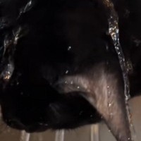 蛇口から流れ落ちる水に『夢中になっていた黒猫』…まさかの光景に笑ってしまうと50万再生「シャンプーｗ」「ニヤニヤしながら見てしまうｗ」